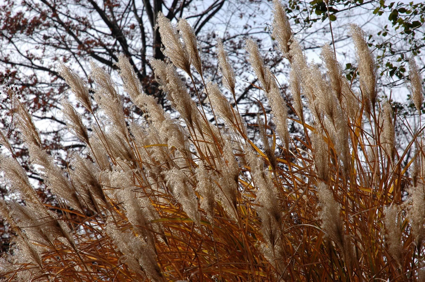 1ornamental_grass.jpg