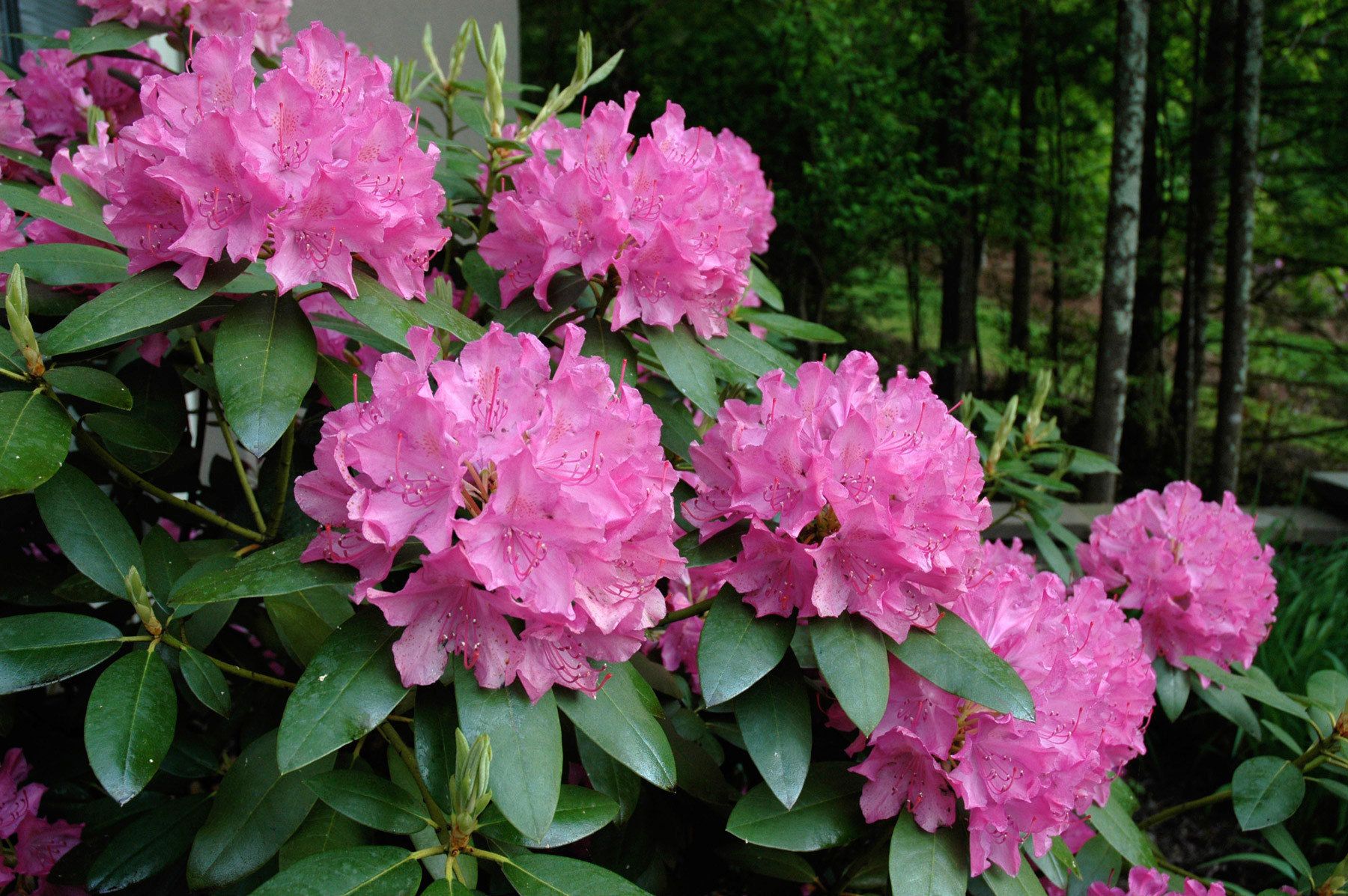 1rhododendron_detail.jpg