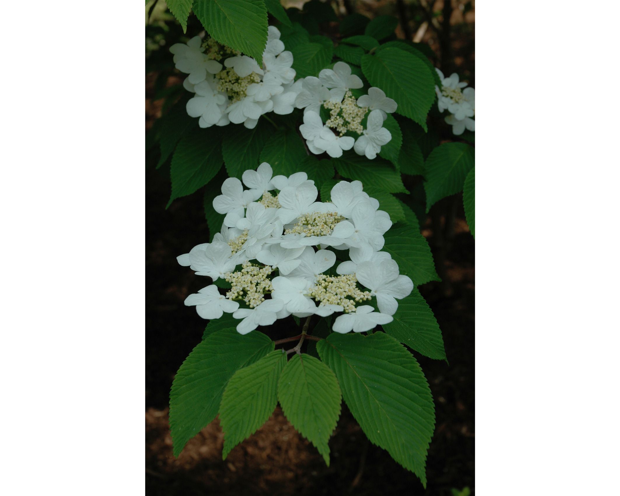 viburnum-flower-detail.jpg