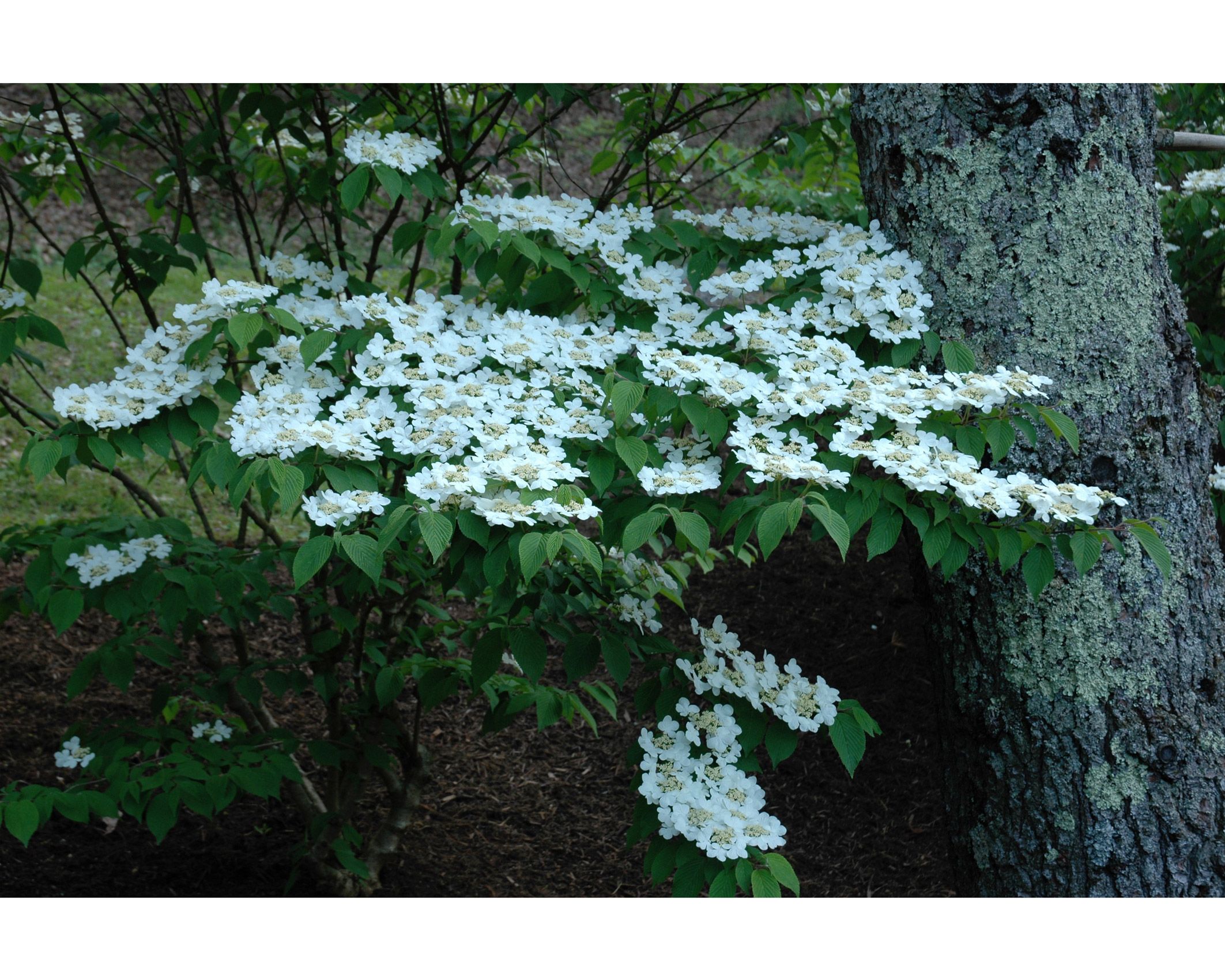 viburnum.jpg