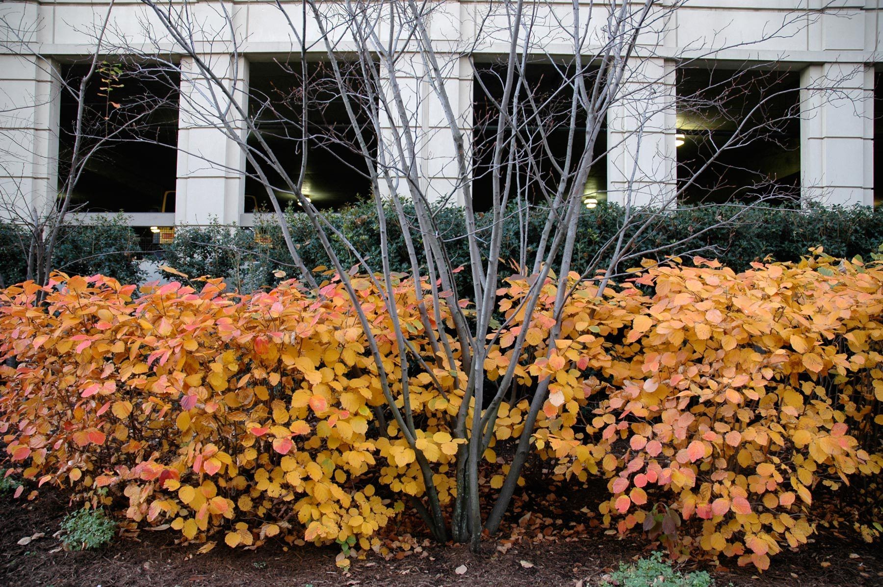 U. S. Patent + Trademark CampusCarlye Place | Alexandria VA