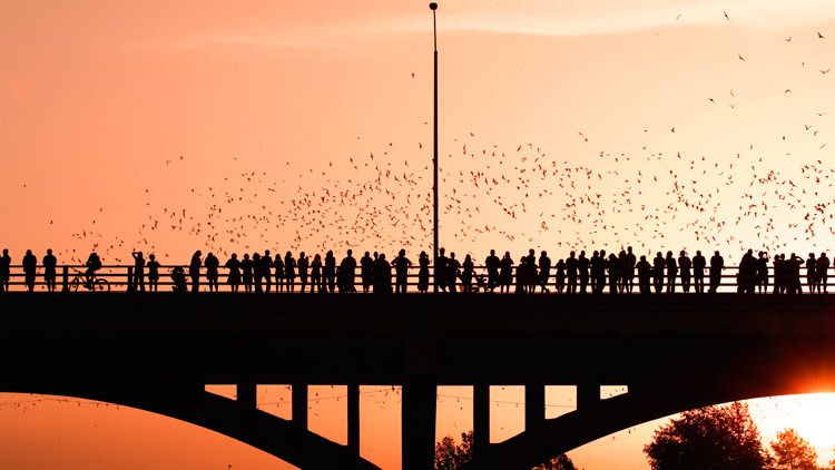 1_PSI31322006_08_28_0001bats_take_2