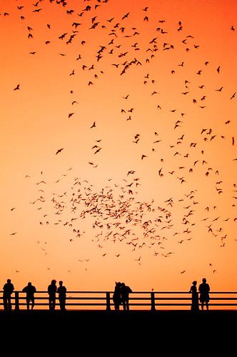 1_PSI84372006_05_24_0001bats_etc