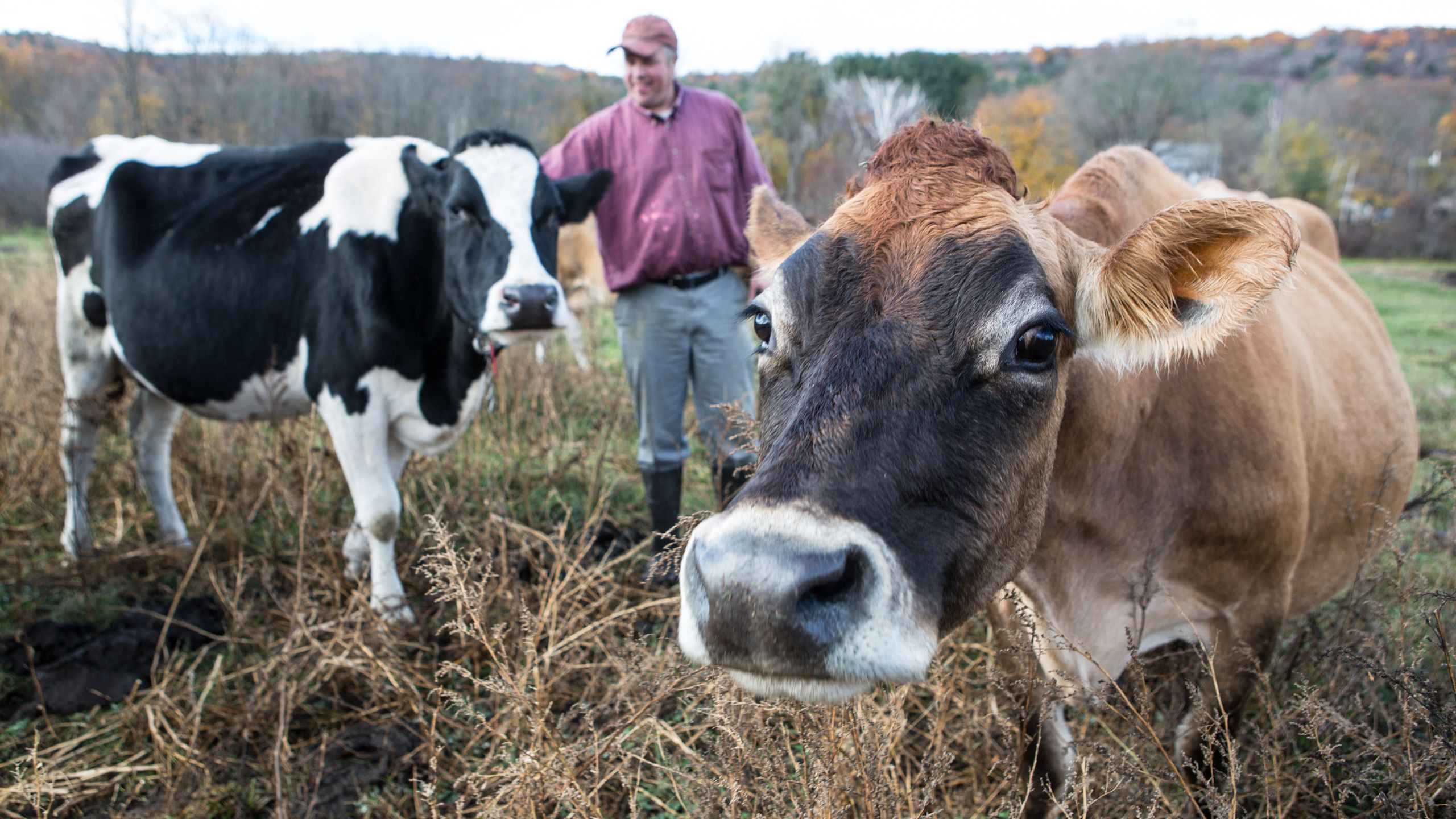 Portrait of cow Bostrom farm