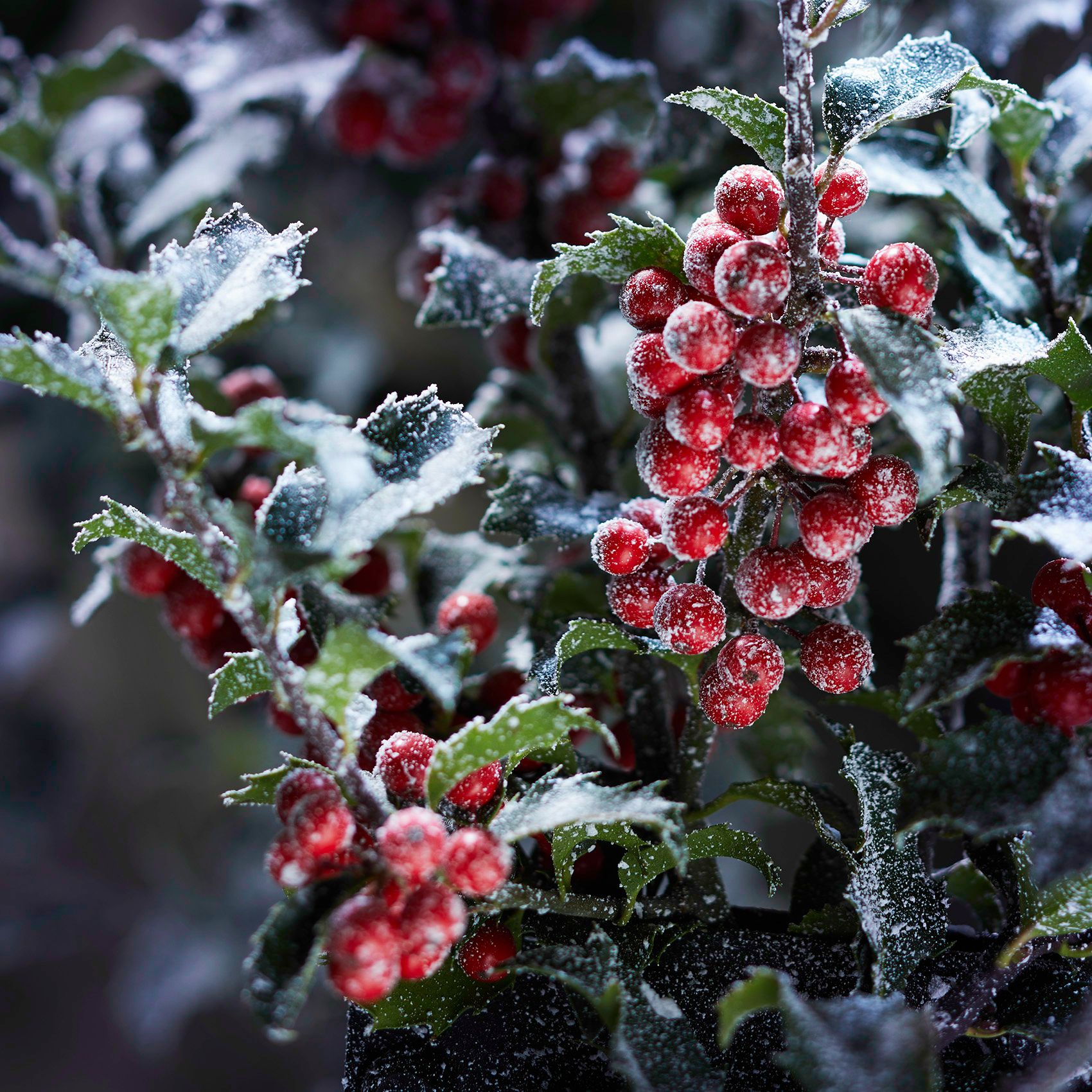Frosted Hollyberry.jpg