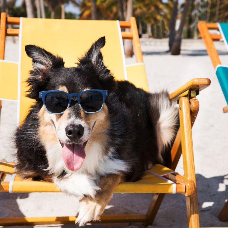 Sunglass Dog Miami