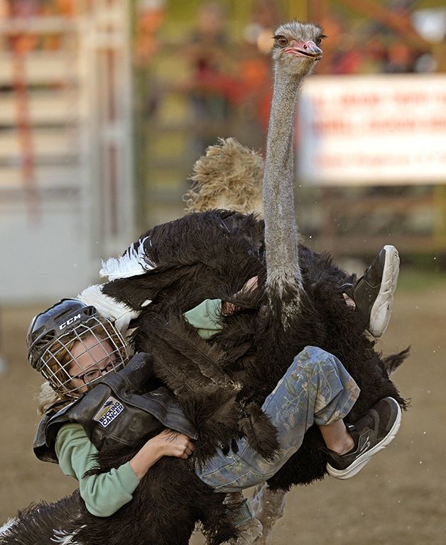 Ostrich Ride