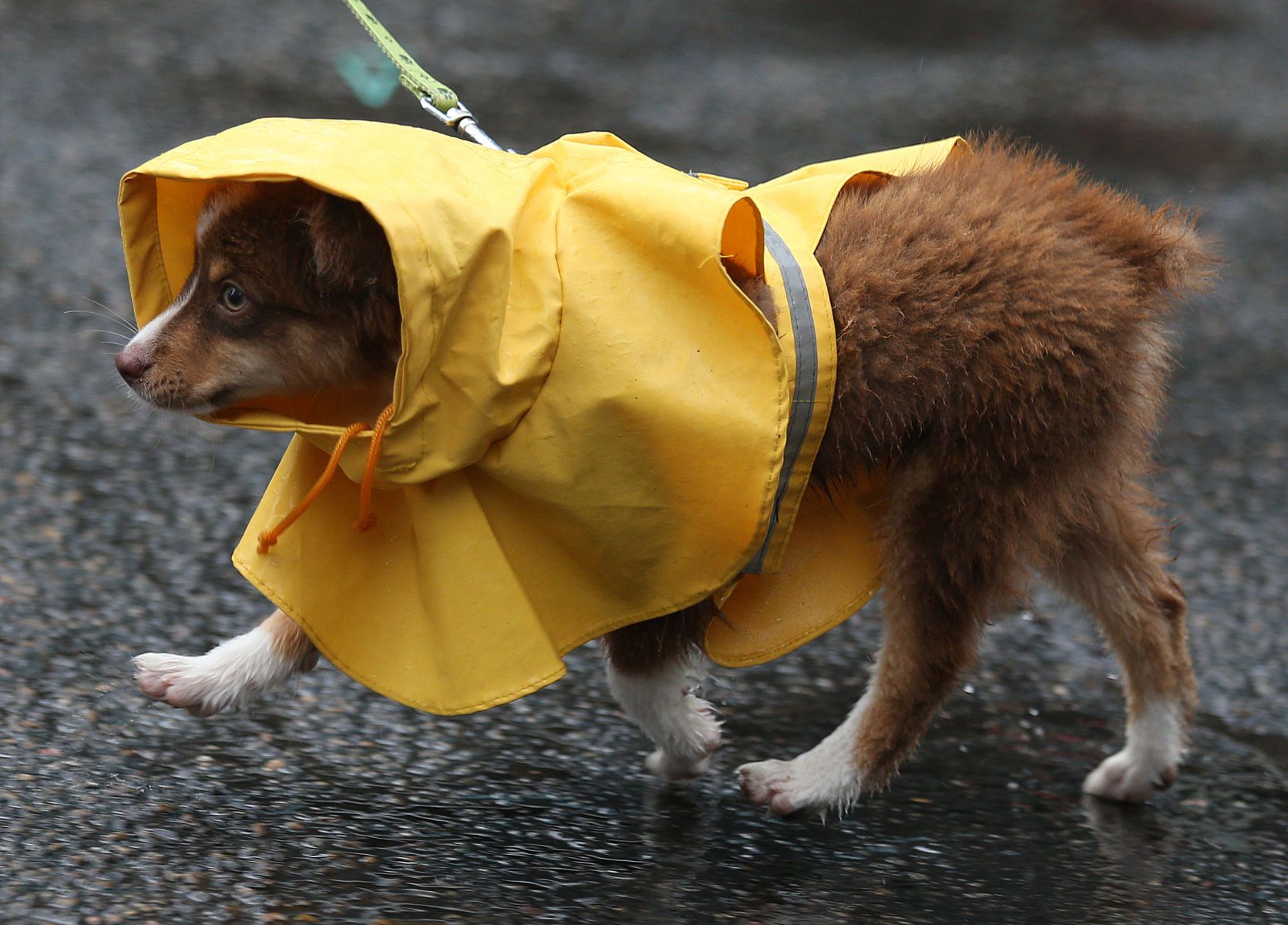 1doggie_raincoat.jpg
