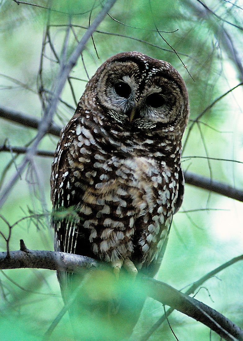 00102-Mexican-Spotted-Owl-Female-Huachuca-Mountains-Arizona