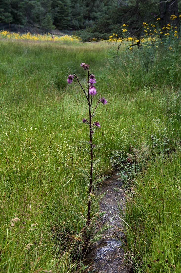 05476-Sacramento-Mountain-Thistle-in-NMMJM-CH-Wills-Canyon-Mauldin-Springs-Lincoln-NF-20190803_DSC0002-new.jpg