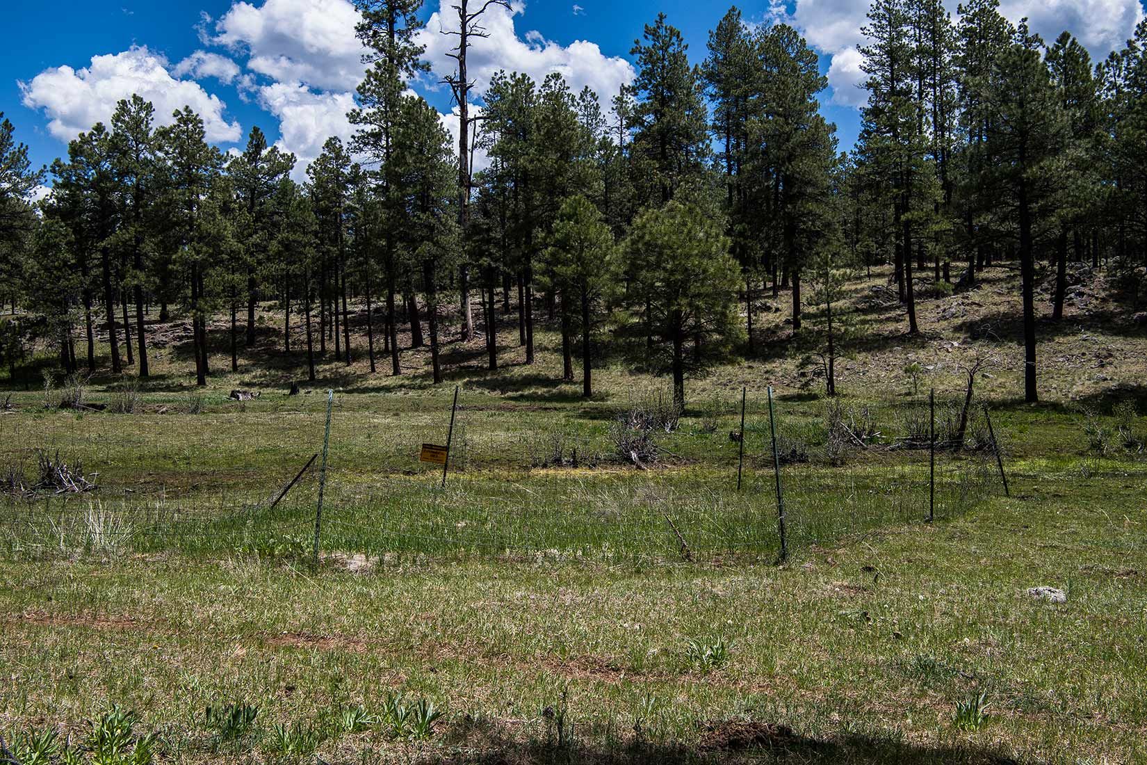 05282-Vegetation-Exclosure-in-damaged-Critical-Habitat-Boggy-Creek-Apache-National-Forest-20190604_DSC6145-new.jpg