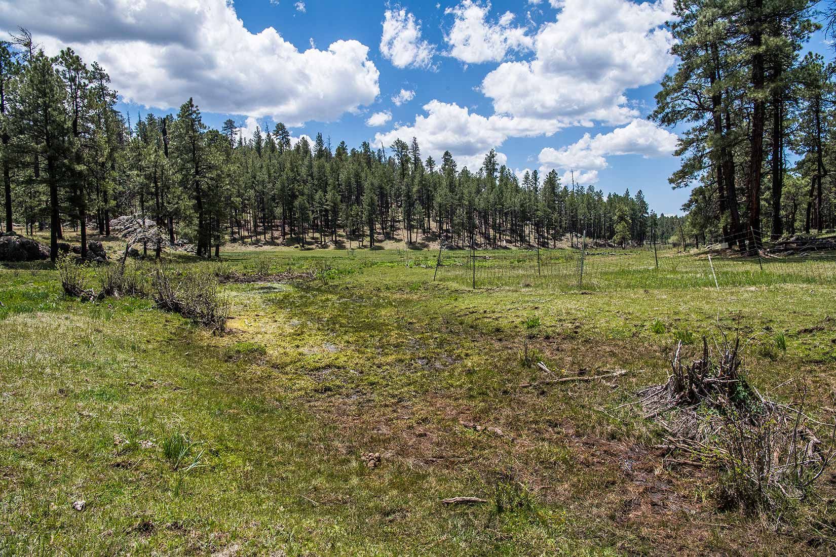 05279-Critical-Habitat-destruction-with-Habitat-Exclosure-Boggy-Creek-Apache-National-Forest-20190604_DSC6169-new.jpg