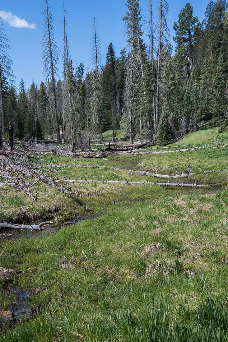05312-Damaged-Critical-Habitat-Corduroy-Creek-Apache-National-Forest-20190605_DSC6396-new.jpg