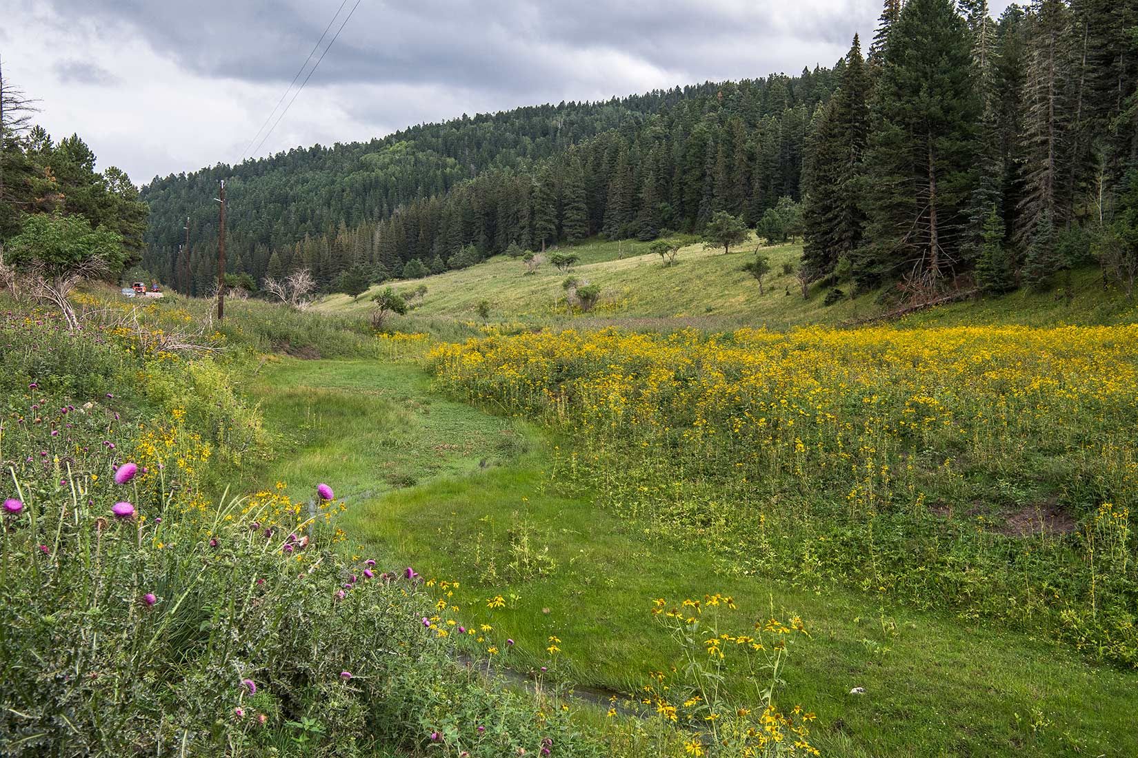 05486-NMMJM-CH-Upper-Rio-Penasco-Lincoln-NF-20190804_DSC0105-HEAVILY-GRAZED-NO-STREAMSIDE-VEGETATION-new.jpg