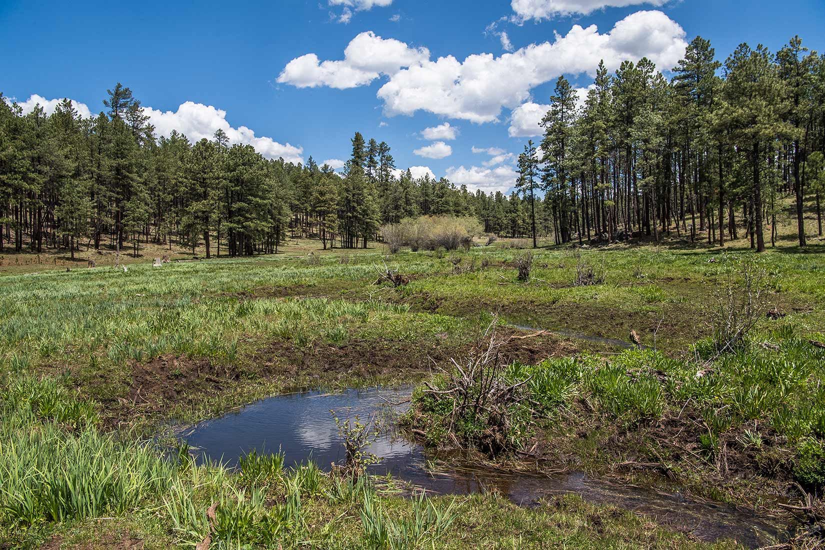 05276-Critical-Habitat-destruction-Boggy-Creek-Apache-National-Forest-20190604_DSC6117-new.jpg