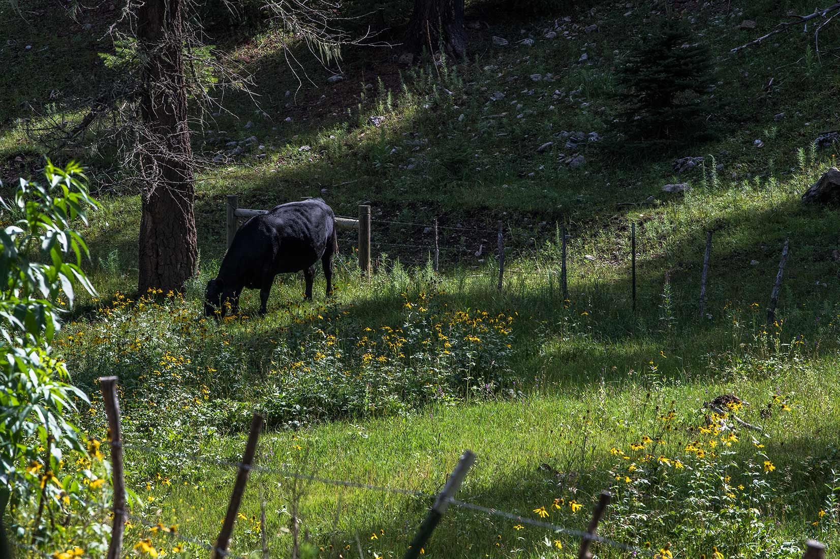 05431-NMMJM-CH-Exclosure-Middle-Rio-Penasco-Lincoln-NF-20190803_DSC9052-TRESPASS-COW-INSIDE-new.jpg