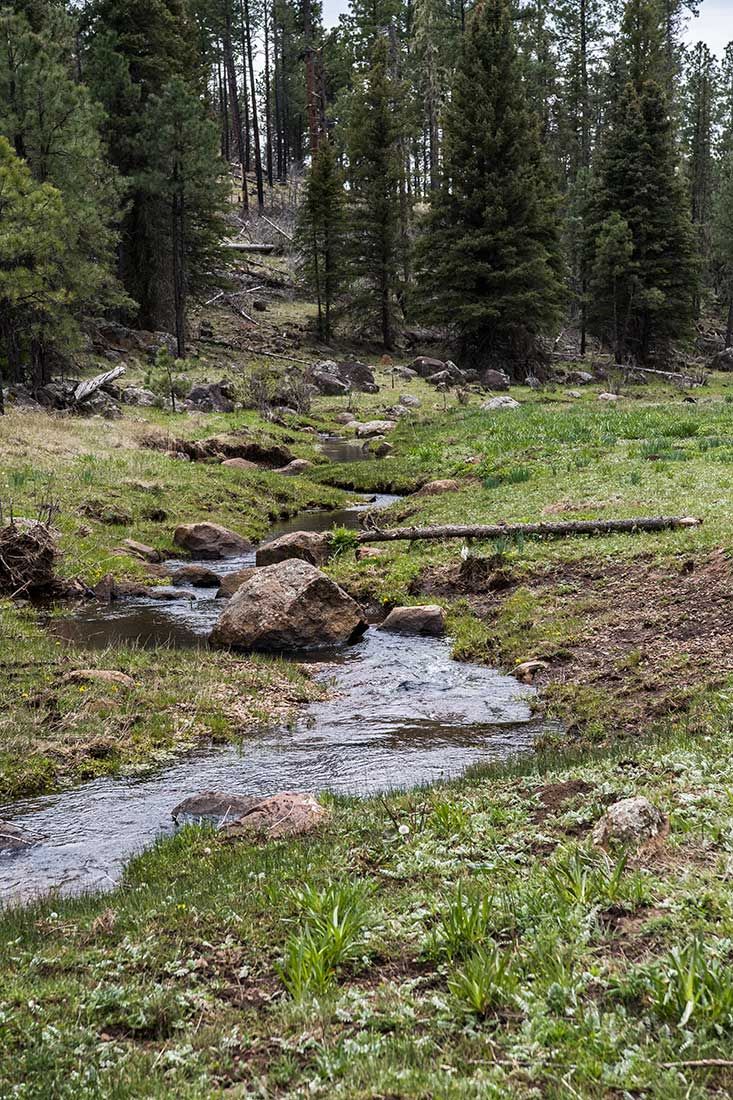 05301-Centerfire-Creek-Damaged-Critical-Habitat-Apache-National-Forest-20190519_DSC4304-new.jpg