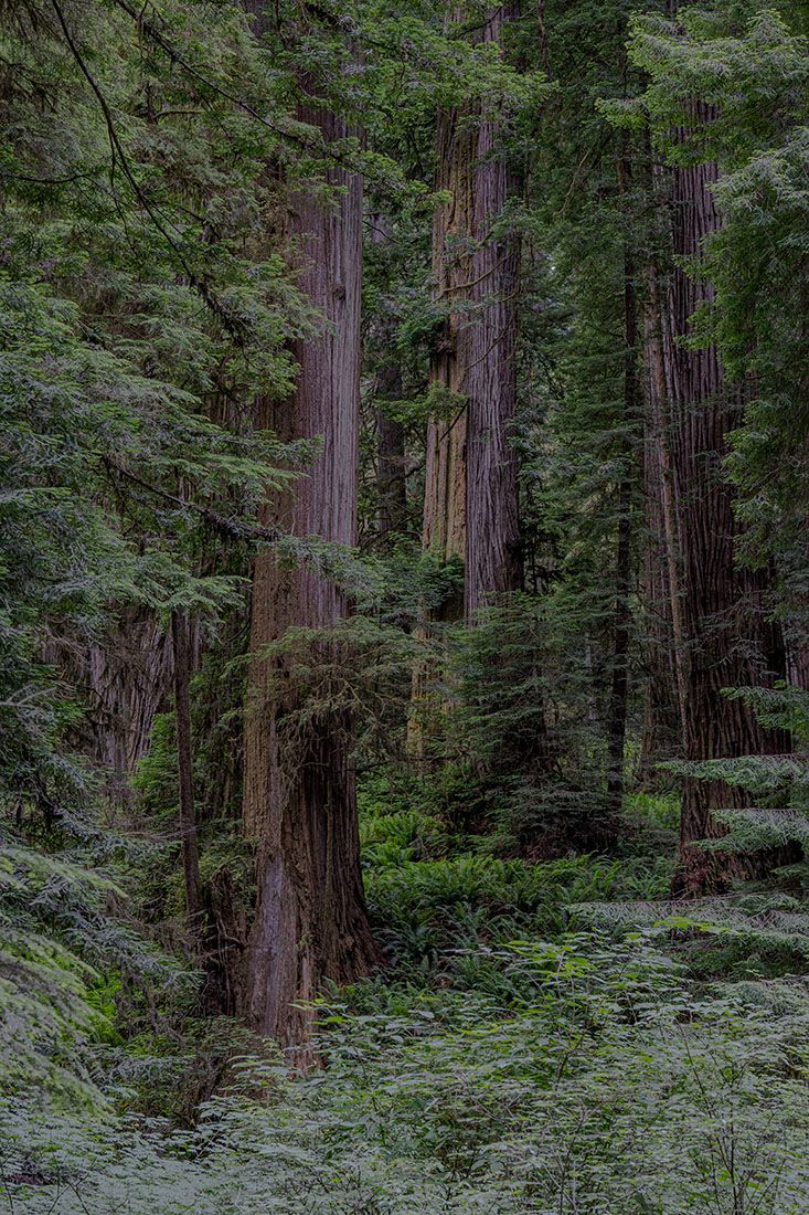 09556 Redwood Old Growth Stout Memorial Grove Jedediah Smith Redwoods State Park 20230624_DSC4465.jpg