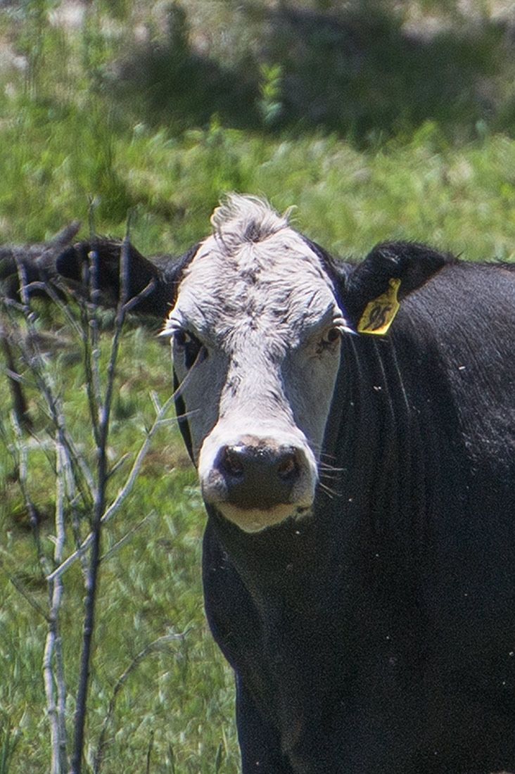 05335-Cow-in-damaged-Critical-Habitat-Boggy-Creek-Apache-National-Forest-20190604_DSC6077-EAR-TAG-CLOSE-UP-new.jpg