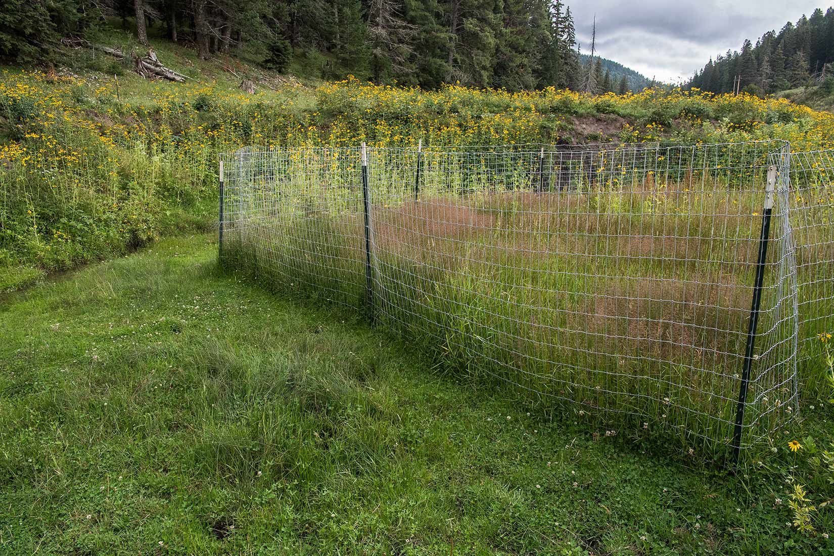05491-NMMJM-CH-Upper-Rio-Penasco-Lincoln-NF-20190804_DSC0120-HEAVILY-GRAZED-NO-STREAMSIDE-VEGETATION-with-HABITAT-EXCLOSURE-new.jpg