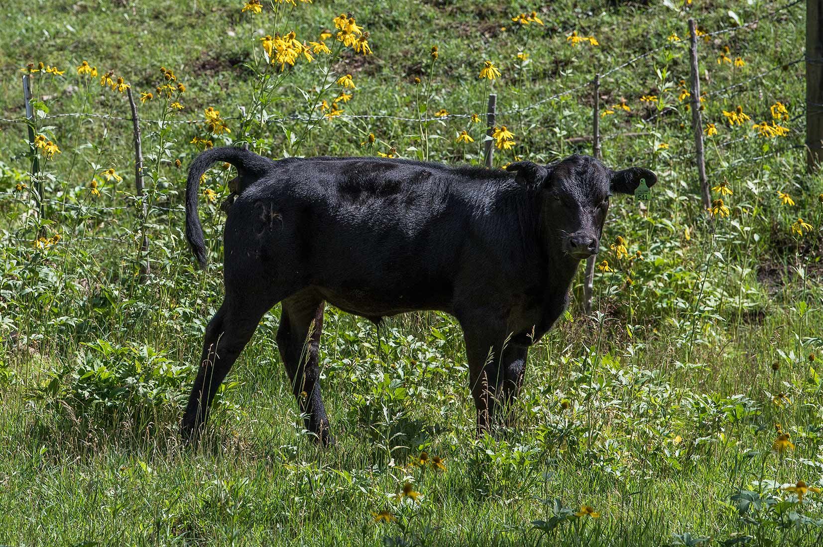 05435-NMMJM-CH-Exclosure-Middle-Rio-Penasco-Lincoln-NF-20190803_DSC9071-TRESPASS-COW-INSIDE-new.jpg