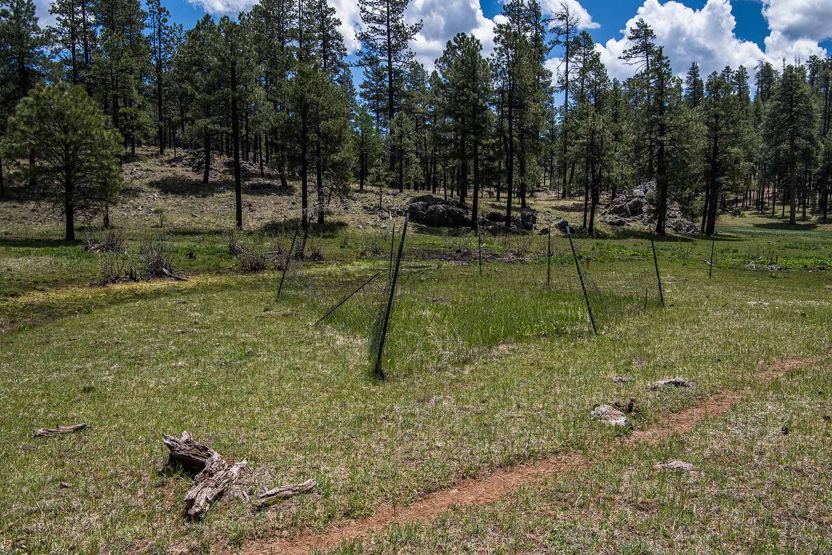 05284-Vegetation-Exclosure-in-damaged-Critical-Habitat-Boggy-Creek-Apache-National-Forest-20190604_DSC6157-new.jpg