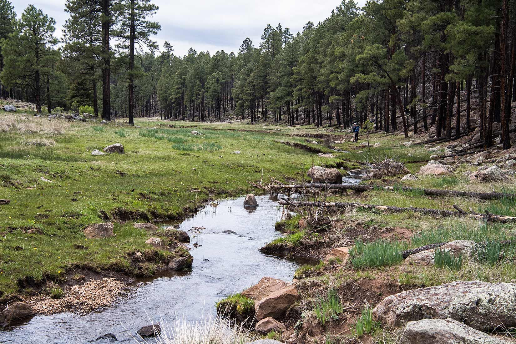 05300-Centerfire-Creek-Damaged-Critical-Habitat-Apache-National-Forest-20190519_DSC4296-new.jpg