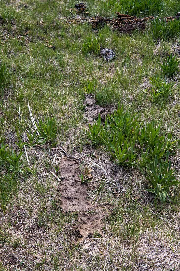 05315-Damaged-Critical-Habitat-with-Trail-of-Cow-Manure-Corduroy-Creek-Apache-National-Forest-20190605_DSC6409-new.jpg