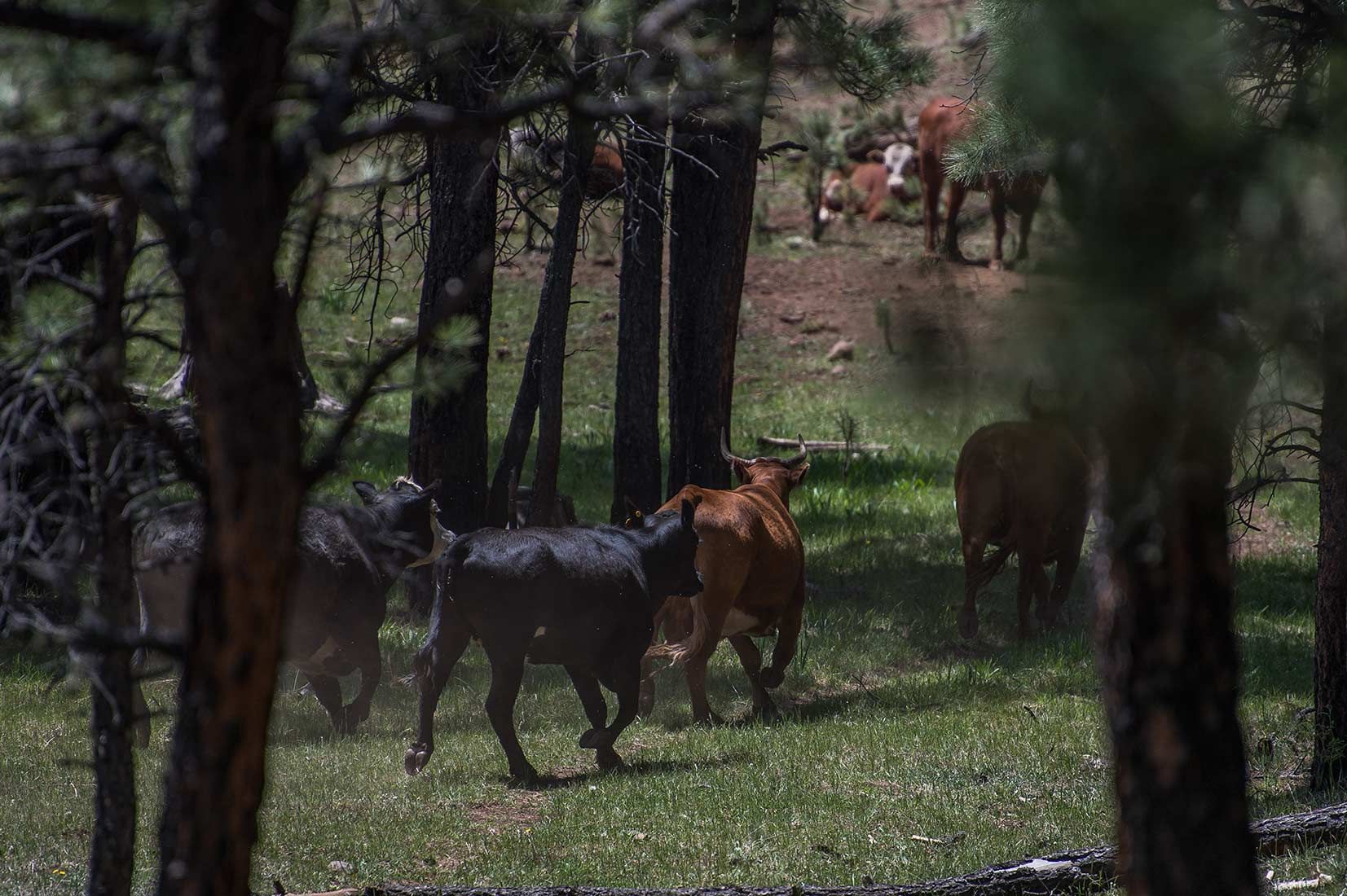 05280-Stray-Cows-leaving-damaged-Critical-Habitat-Boggy-Creek-Apache-National-Forest-20190604_DSC6082-new.jpg