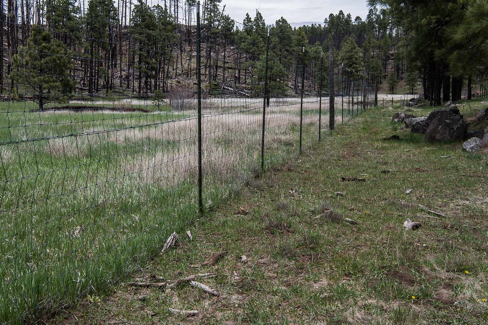 05288-Exclosure-and-damaged-Critical-Habitat-Centerfire-Creek-Apache-National-Forest-20190519_DSC4250-new.jpg