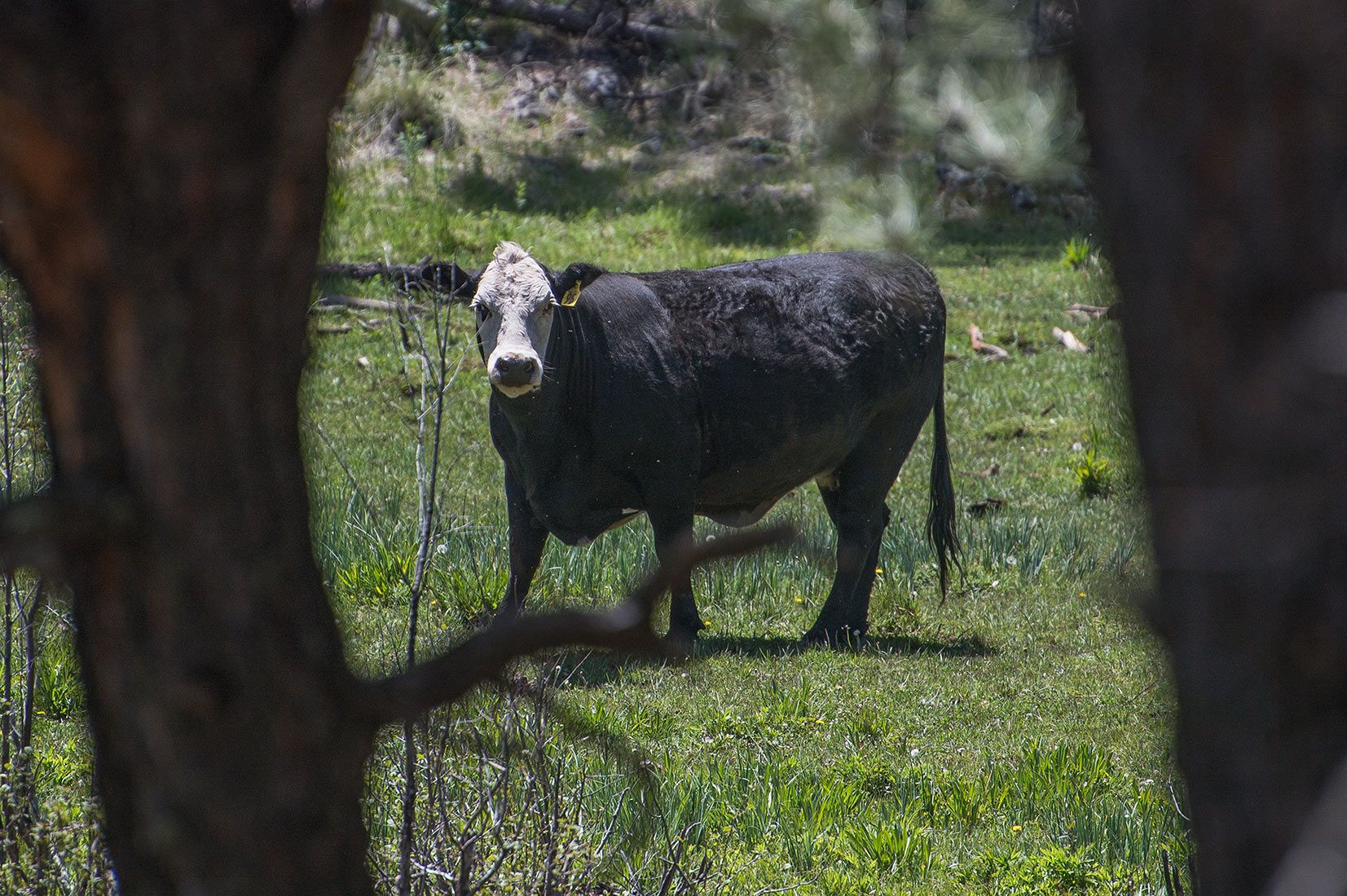 05270-Cow-in-damaged-Critical-Habitat-Boggy-Creek-Apache-National-Forest-20190604_DSC6077-new.jpg