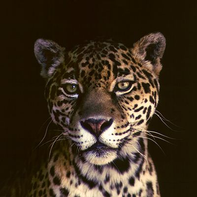 wildlife BRAZIL