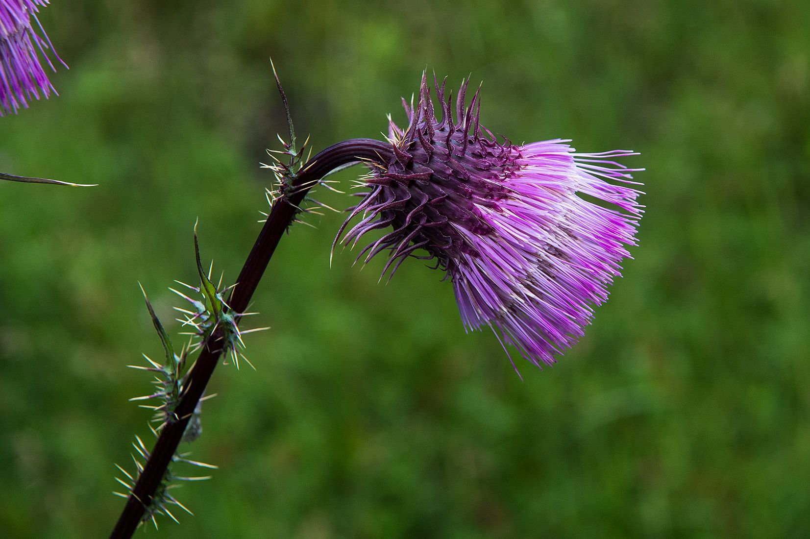 05479-Sacramento-Mountain-Thistle-in-NMMJM-CH-Wills-Canyon-Mauldin-Springs-Lincoln-NF-20190803_DSC0015-new.jpg