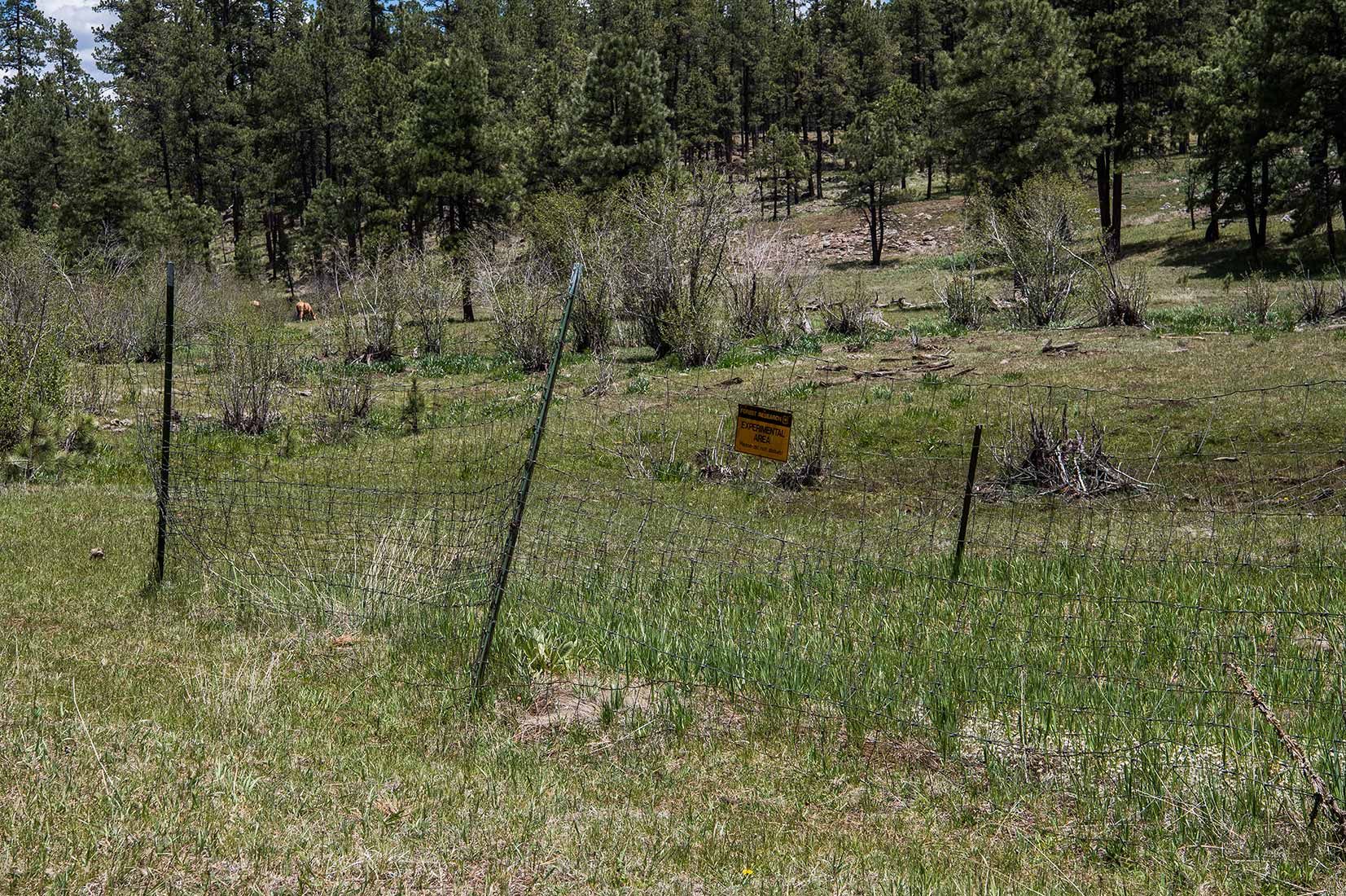 05283-Vegetation-Exclosure-with-Stray-Horses-in-damaged-Critical-Habitat-Boggy-Creek-Apache-National-Forest-20190604_DSC6150-new.jpg