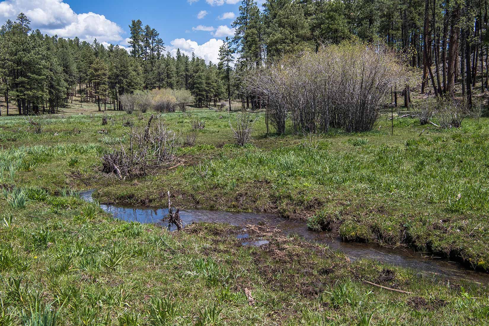05277-Critical-Habitat-destruction-Boggy-Creek-Apache-National-Forest-20190604_DSC6128-new.jpg