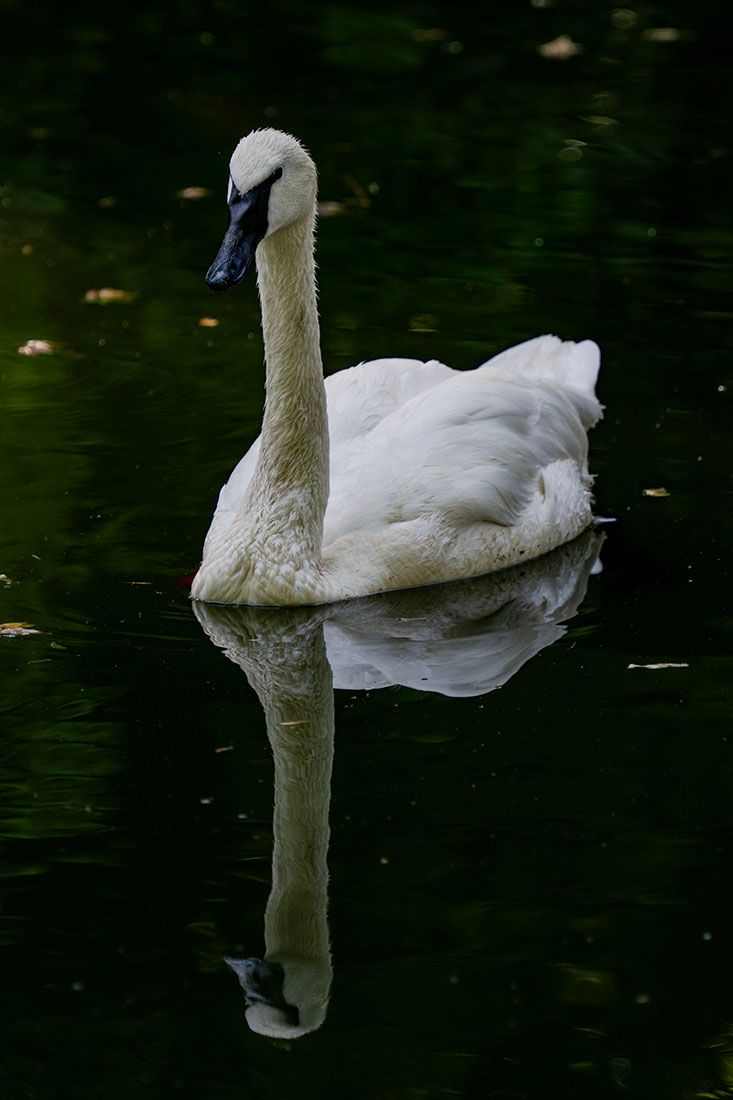 09948 Trumpeter Swan Tracy Aviary Salt Lake City 20240717_DSC8172.jpg