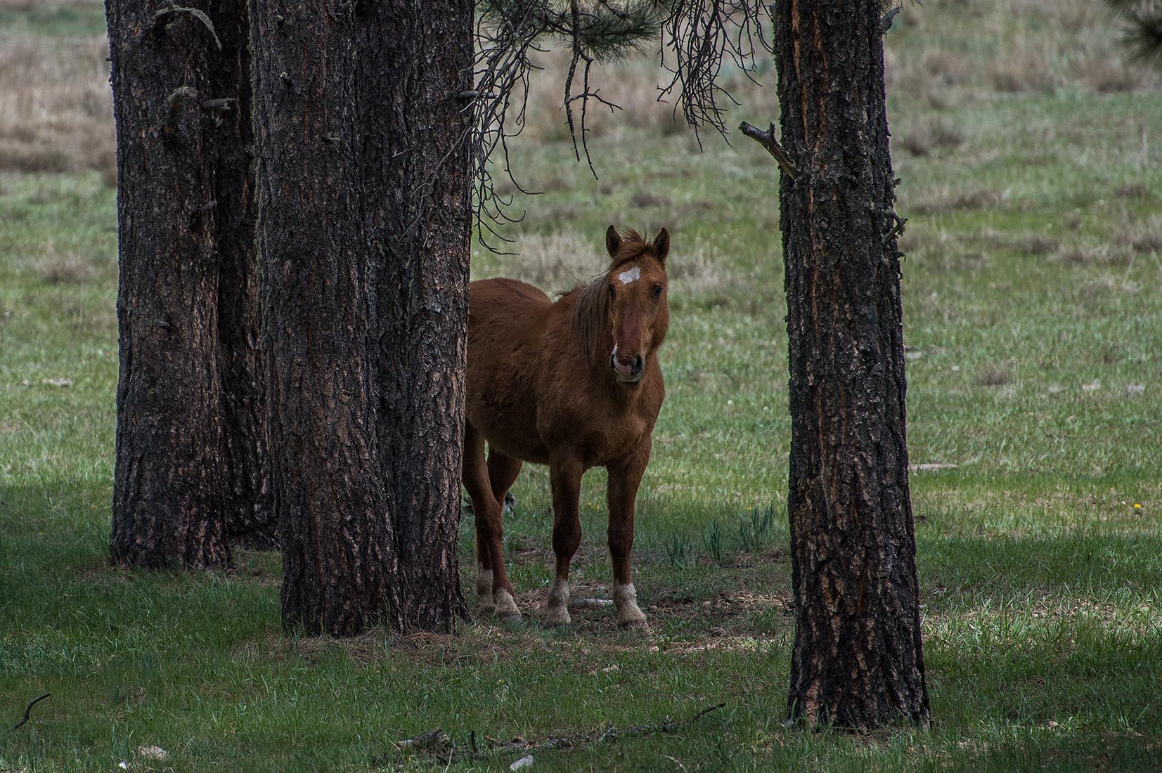 05308-Stray-Horse-West-Fork-Black-River-Critical-Habitat-Apache-National-Forest-20190604_DSC4225-new.jpg