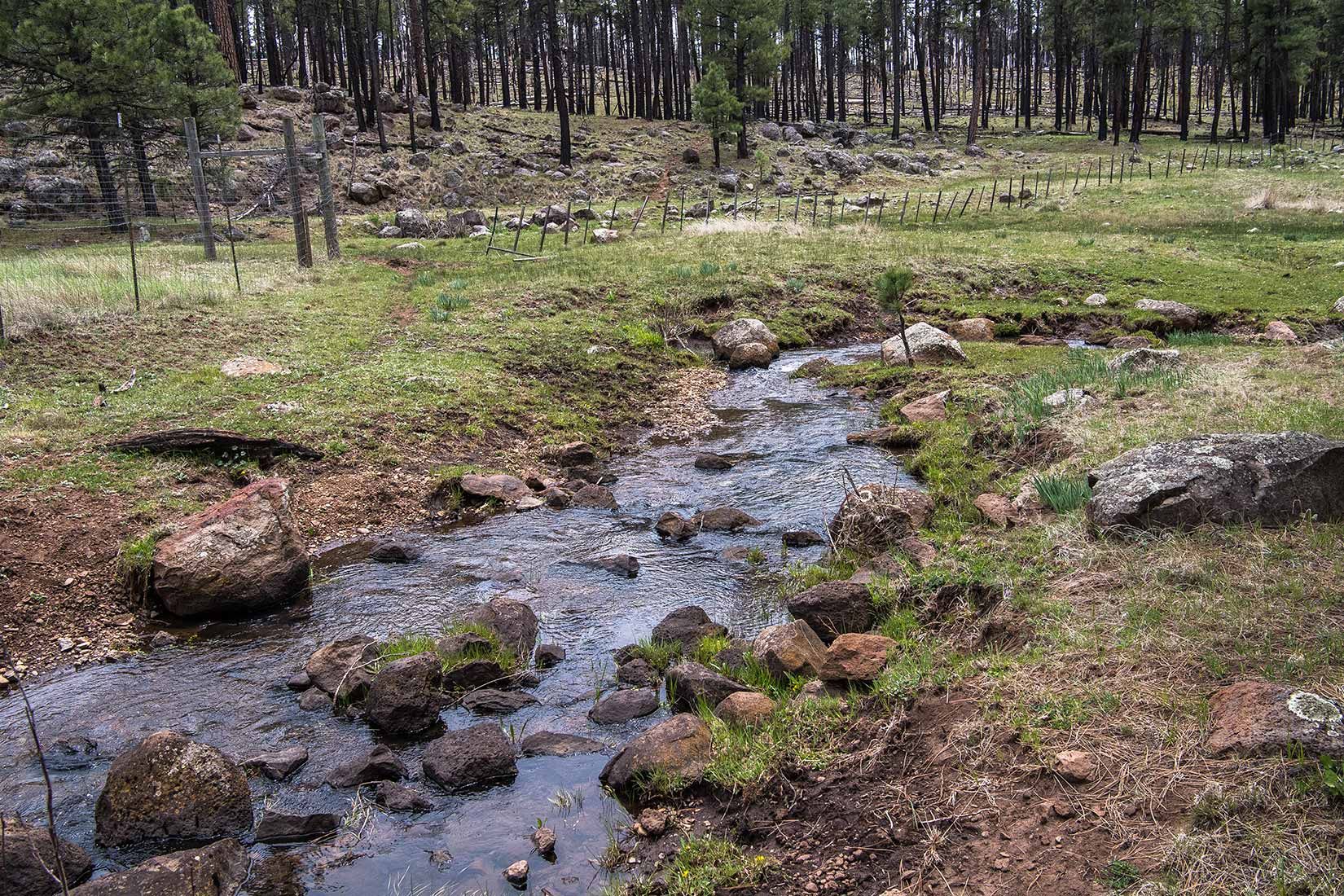 05299-Damaged-Critical-Habitat-Centerfire-Creek-outside-of-Exclosure-Fence-Apache-National-Forest-20190519_DSC4290-new.jpg