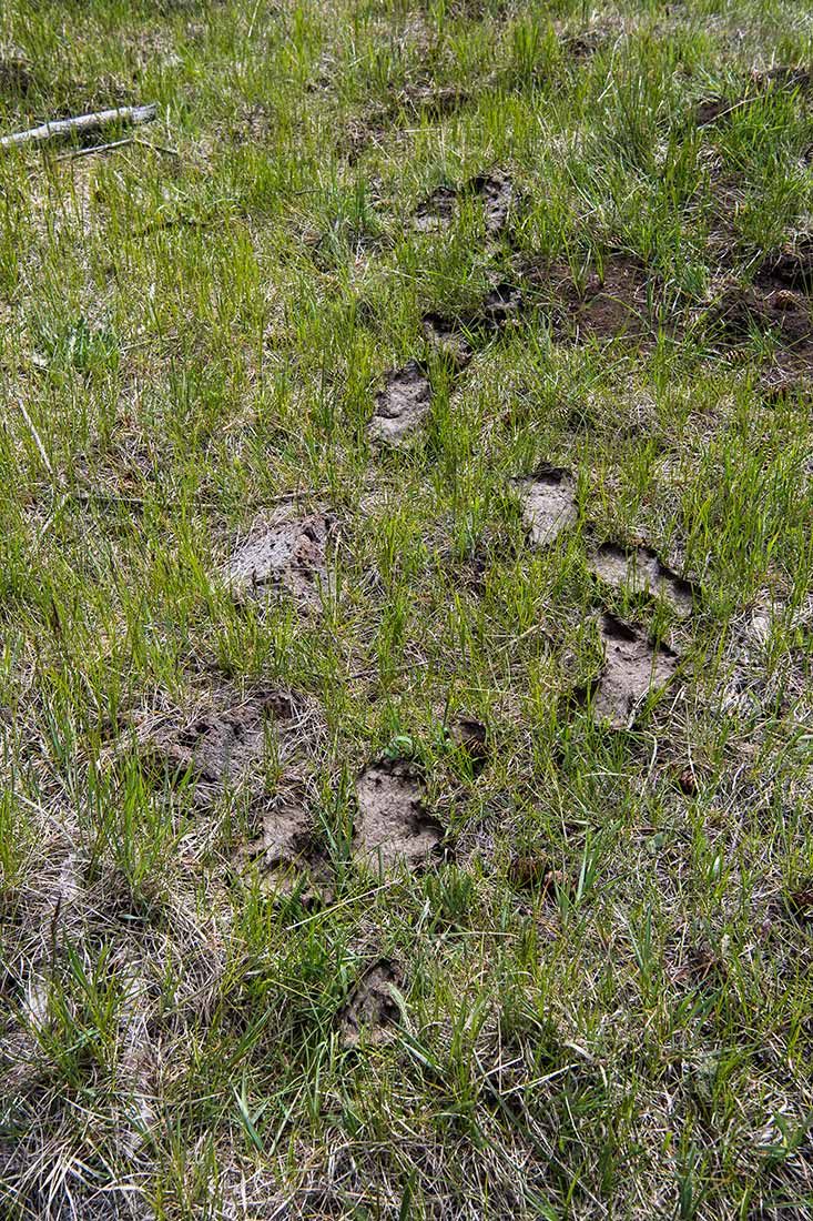 05316-Damaged-Critical-Habitat-with-Trail-of-Cow-Manure-Corduroy-Creek-Apache-National-Forest-20190605_DSC6411-new.jpg