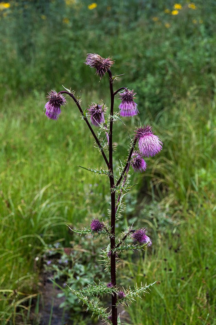 05477-Sacramento-Mountain-Thistle-in-NMMJM-CH-Wills-Canyon-Mauldin-Springs-Lincoln-NF-20190803_DSC0009-new.jpg