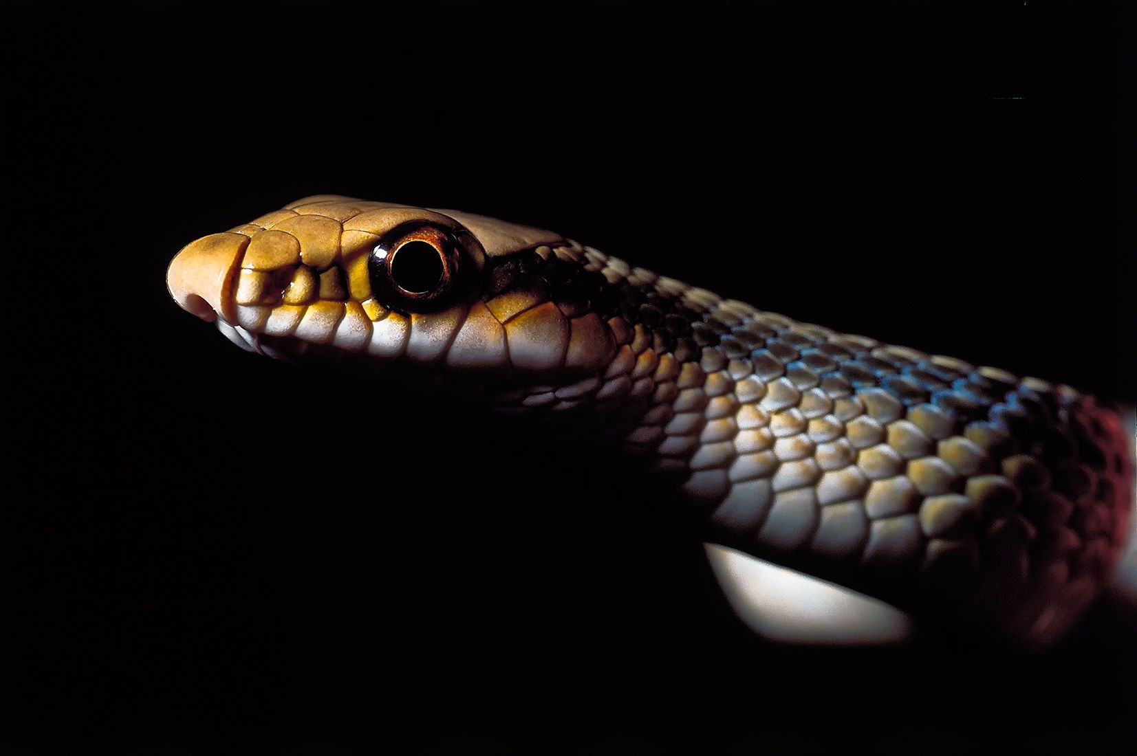 10_0_3150_100261_big_bend_patch_nosed_snake_cochise_county_arizona_new.jpg