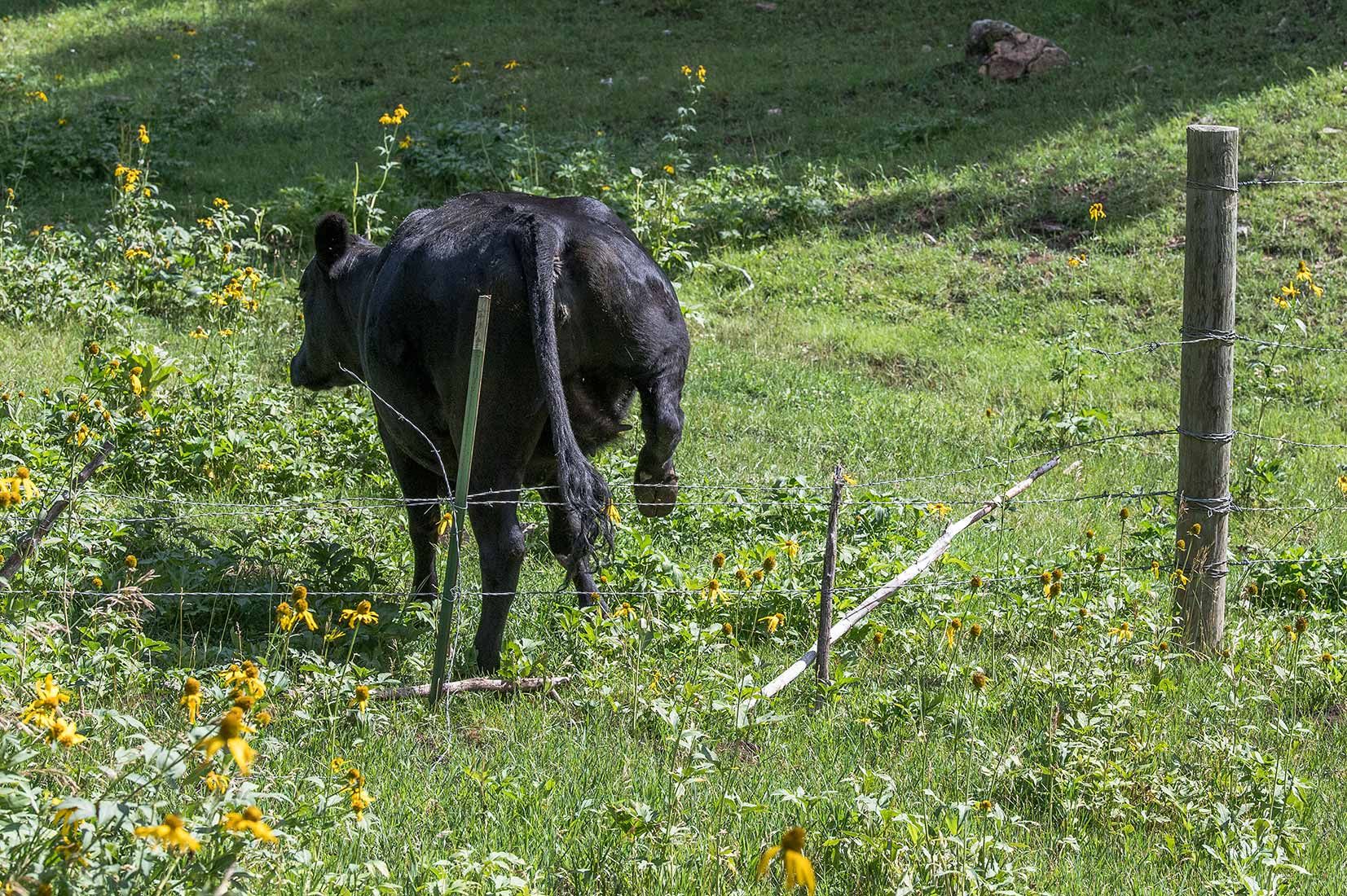 05441-NMMJM-CH-Exclosure-Middle-Rio-Penasco-Lincoln-NF-20190803_DSC9085-TRESPASS-COW-STEPPING-OVER-CUT-FENCE-new.jpg