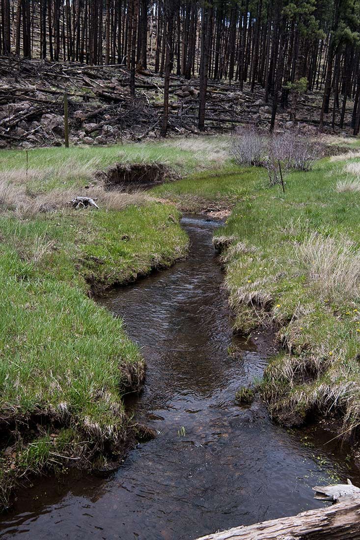 05297-Centerfire-Creek-within-Critical-Habitat-Exclosure-Apache-National-Forest-20190519_DSC4275-new.jpg