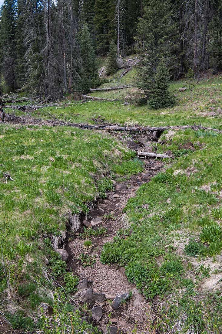 05319-Damaged-Critical-Habitat-Corduroy-Creek-Apache-National-Forest-20190605_DSC6427-new.jpg