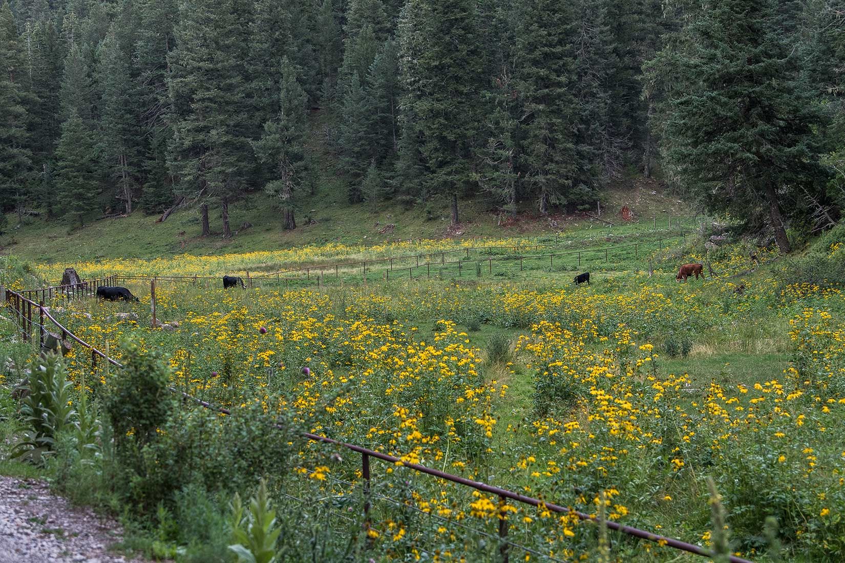 05417-NMMJM-CH-Pipe-Fence-Exclosure-Agua-Chiquita-Creek-Lincoln-NF-20190802-COWS-INSIDE_DSC8726-new.jpg