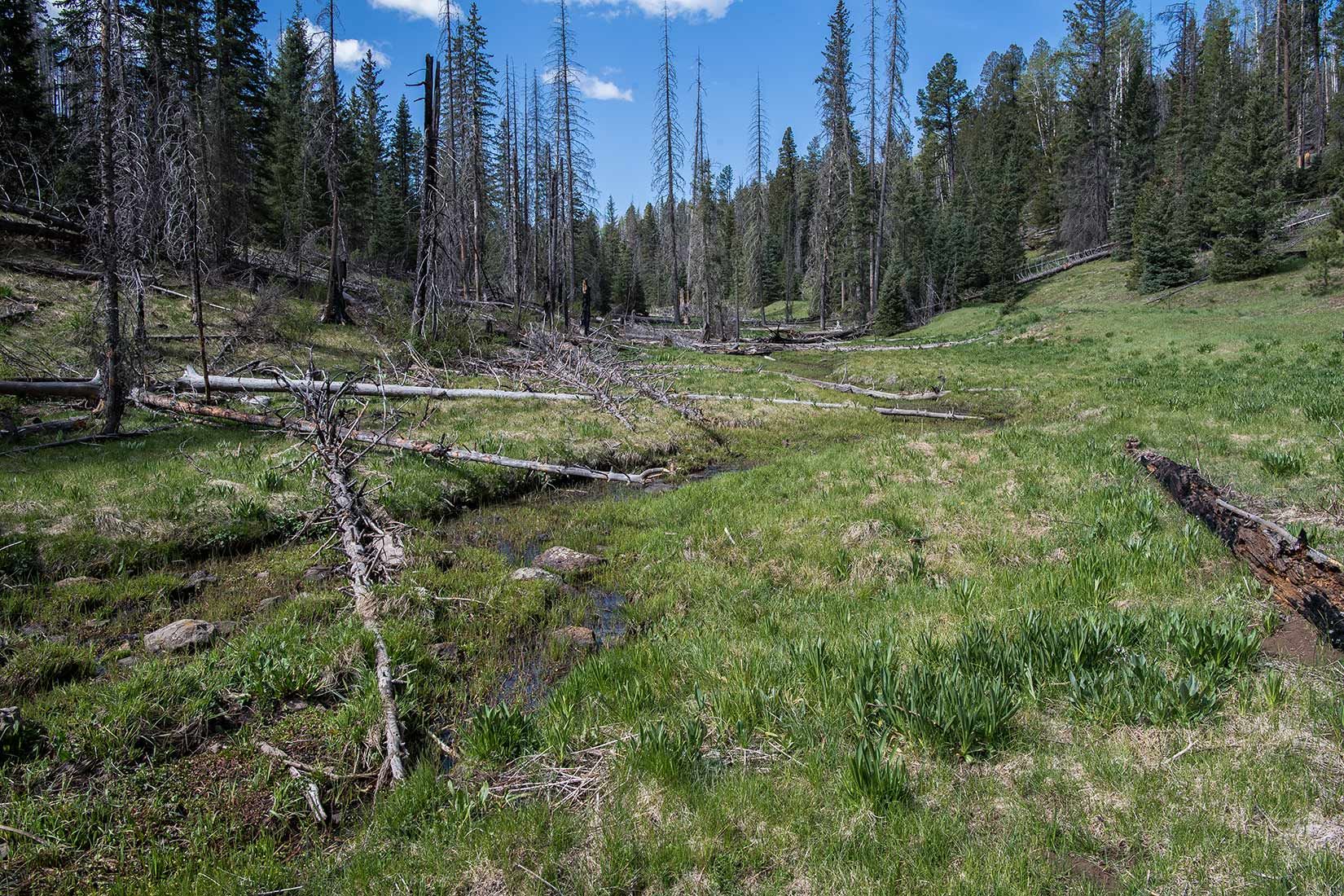 05313-Damaged-Critical-Habitat-Corduroy-Creek-Apache-National-Forest-20190605_DSC6398-new.jpg