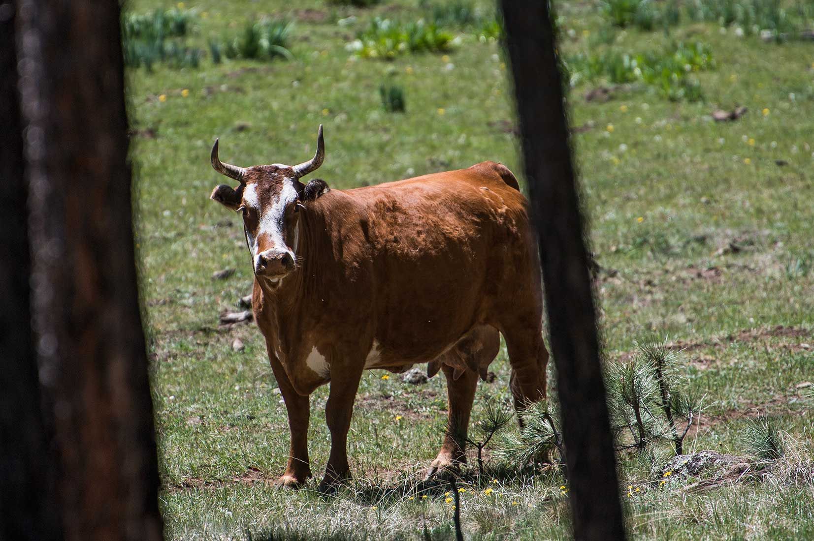 05269-Cow-in-damaged-Critical-Habitat-Boggy-Creek-Apache-National-Forest-20190604_DSC6073-new.jpg