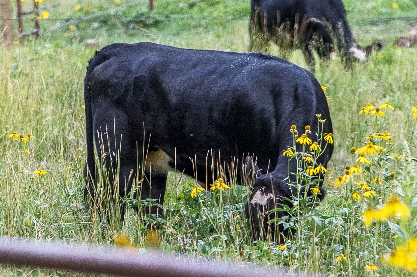 05419-NMMJM-CH-Pipe-Fence-Exclosure-Agua-Chiquita-Creek-Lincoln-NF-20190802-COWS-INSIDE_DSC8727-BRAND-new.jpg