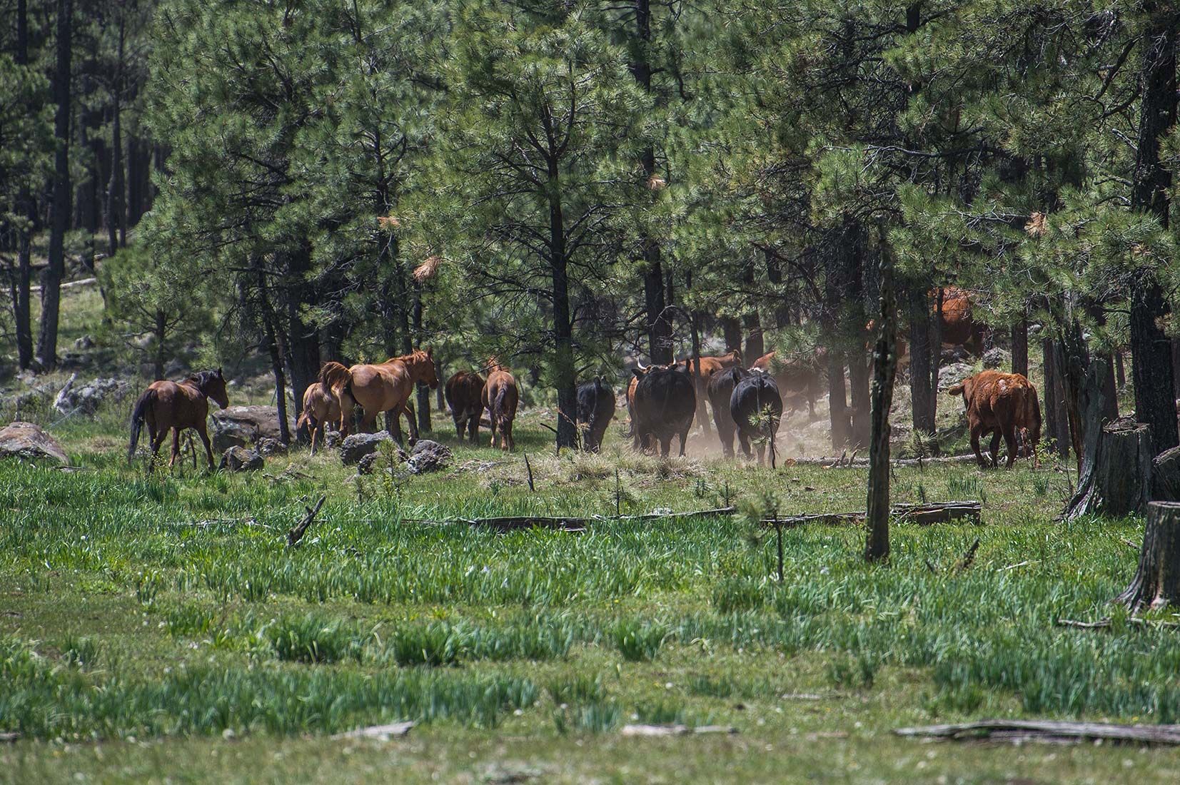 05272-Stray-Horses-and-Cows-leaving-damaged-Critical-Habitat-Boggy-Creek-Apache-National-Forest-20190604_DSC6105-new.jpg