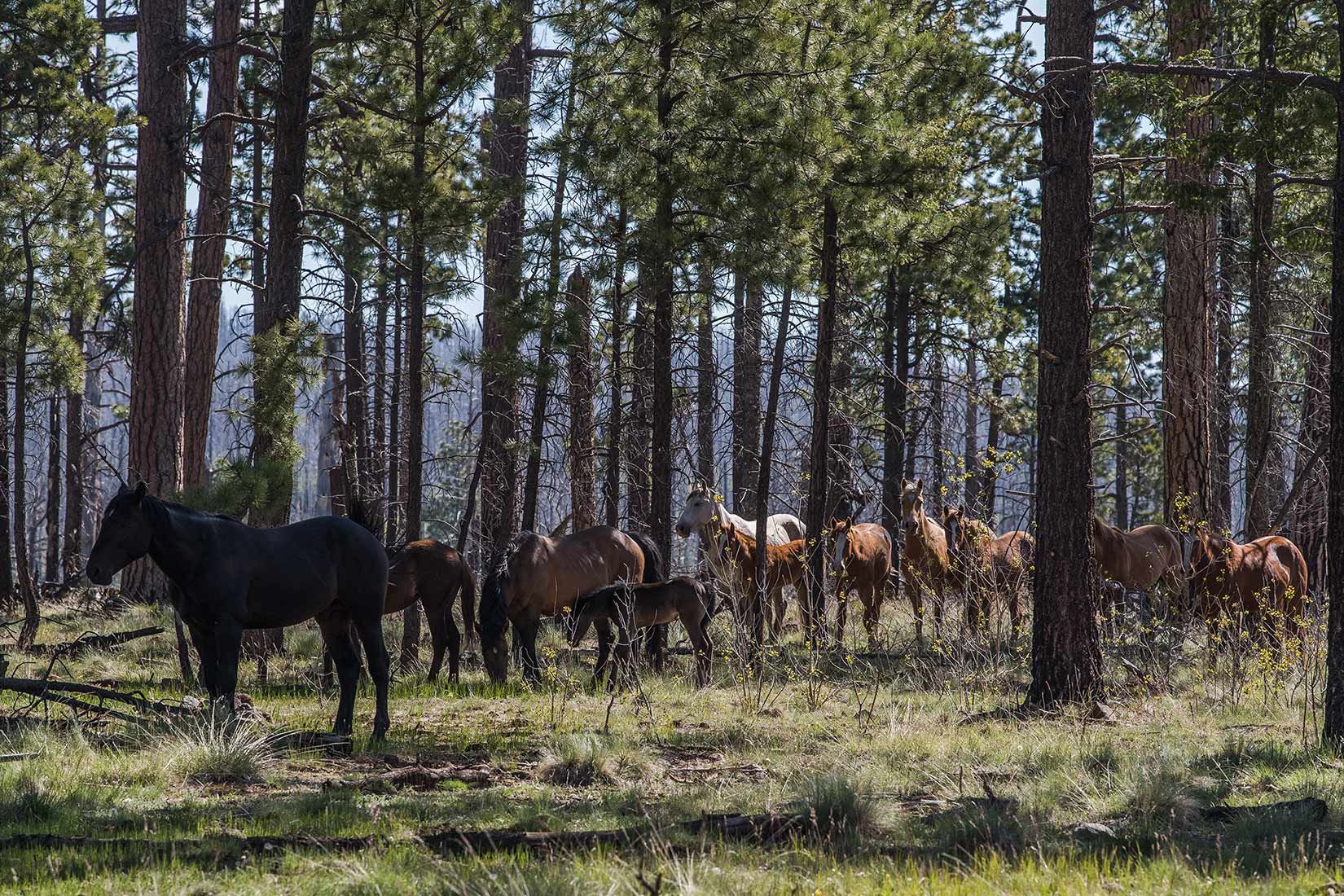 05287-Stray-horses-just-above-Critical-Habitat-West-Fork-Black-River-Apache-National-Forest-20190604_DSC5990-new.jpg
